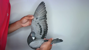 Pigeon image
