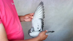 Pigeon image