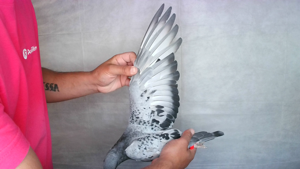 Pigeon image