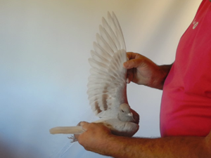 Pigeon image