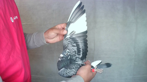 Pigeon image