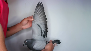 Pigeon image