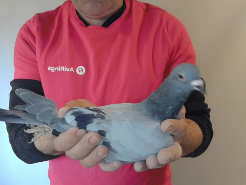 Pigeon image