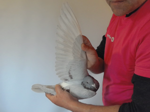 Pigeon image