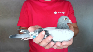 Pigeon image