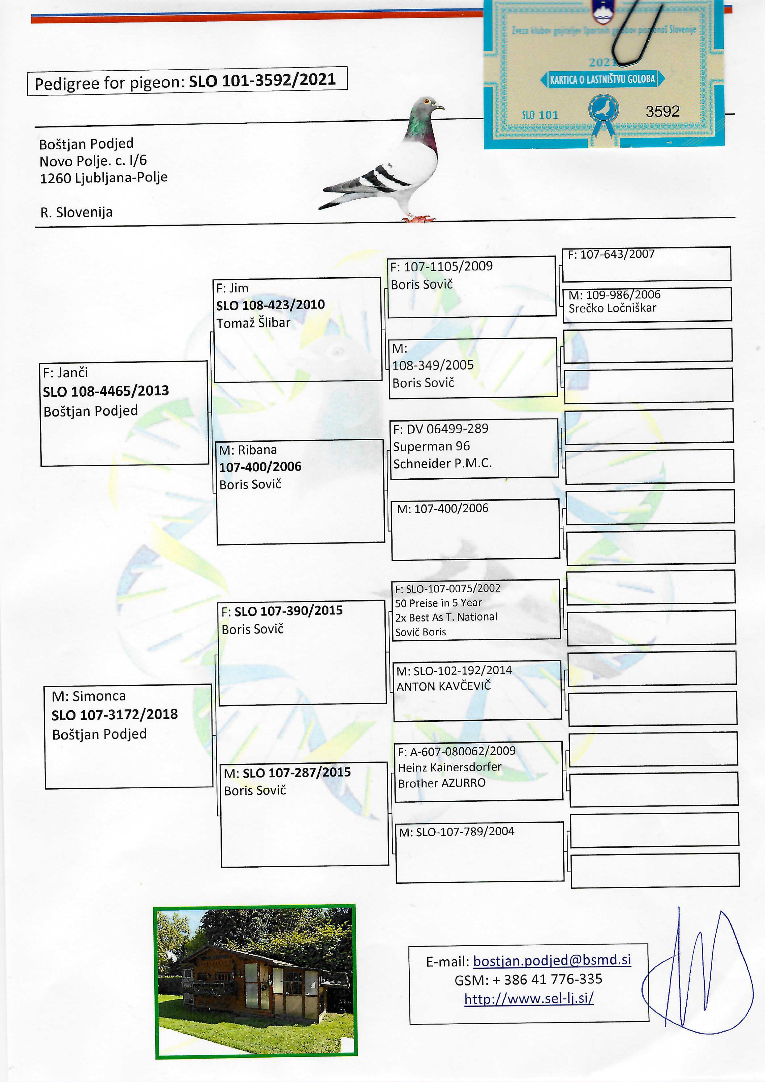 Pigeon pedigree image