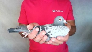 Pigeon image