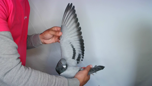 Pigeon image