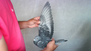 Pigeon image