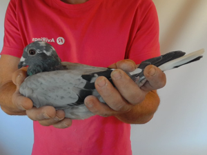 Pigeon image