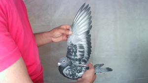 Pigeon image