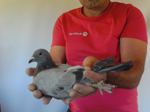 Pigeon image