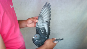 Pigeon image