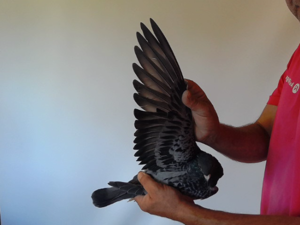 Pigeon image
