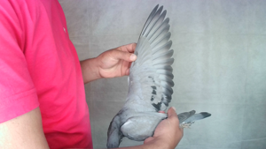 Pigeon image
