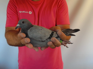 Pigeon image