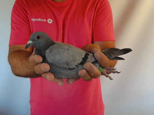 Pigeon image