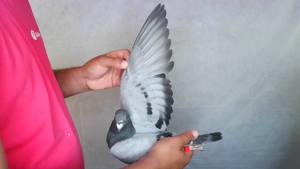 Pigeon image