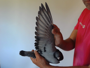 Pigeon image