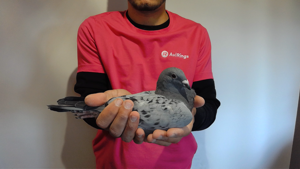 Pigeon image