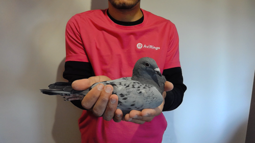 Pigeon image