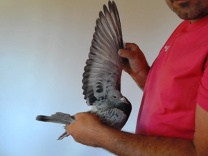 Pigeon image