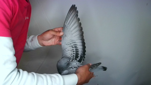 Pigeon image