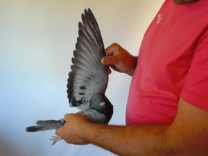 Pigeon image