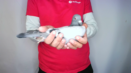 Pigeon image