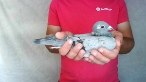 Pigeon image