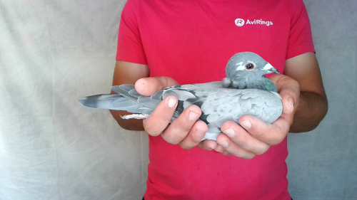Pigeon image