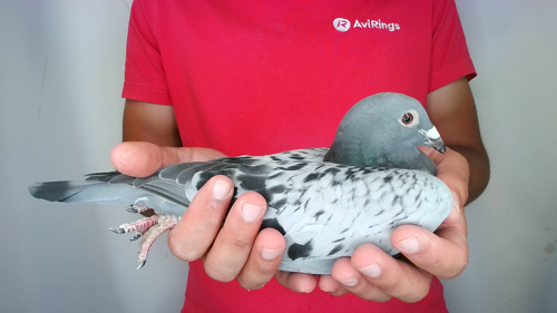 Pigeon image