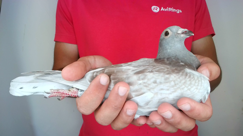 Pigeon image