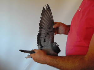 Pigeon image