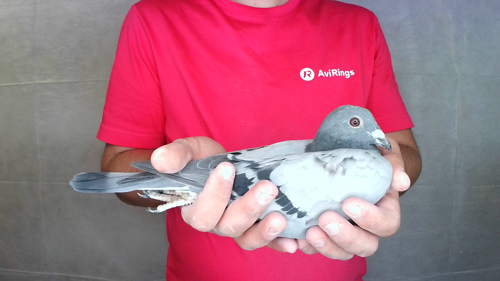 Pigeon image