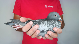 Pigeon image