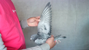 Pigeon image