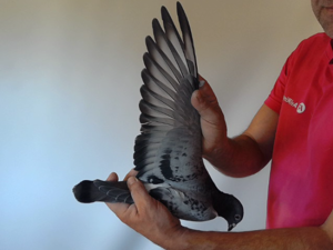 Pigeon image