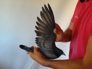 Pigeon image