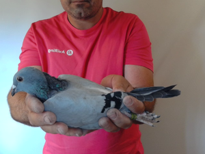 Pigeon image