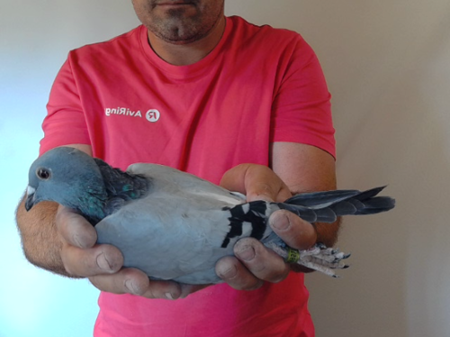 Pigeon image