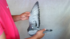 Pigeon image