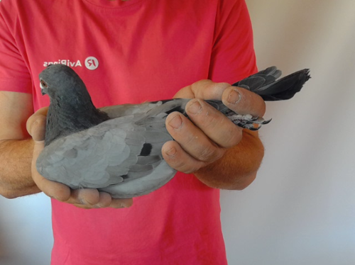 Pigeon image