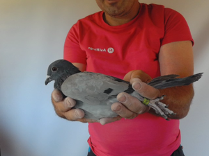 Pigeon image
