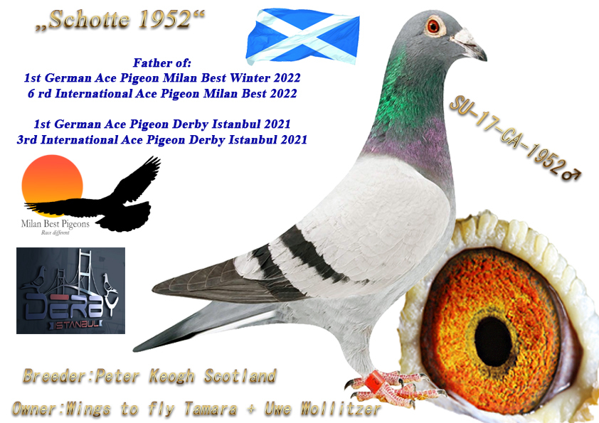 Pigeon pedigree image