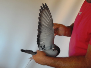 Pigeon image