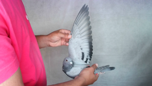 Pigeon image