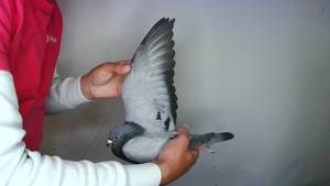 Pigeon image