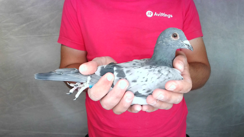 Pigeon image