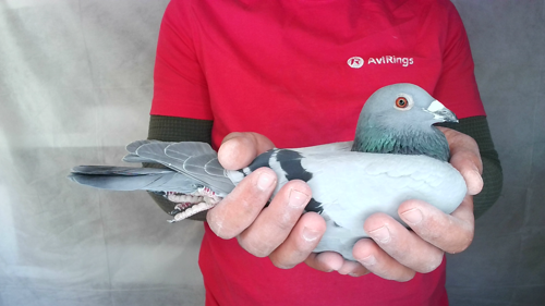 Pigeon image